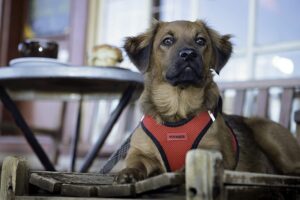 Voyager Step-in Air Dog Harness